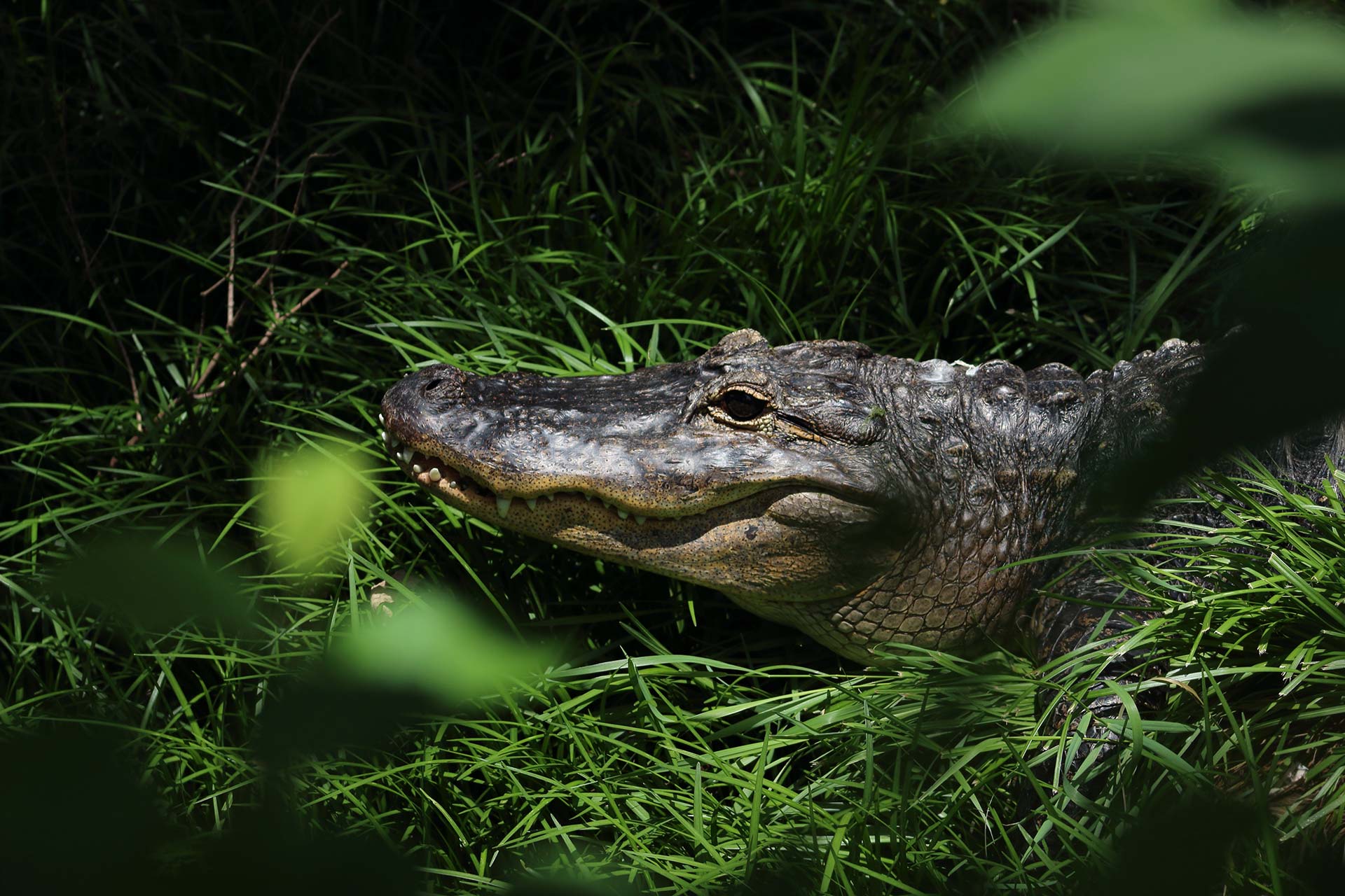 Crocodile dans l'herbe
